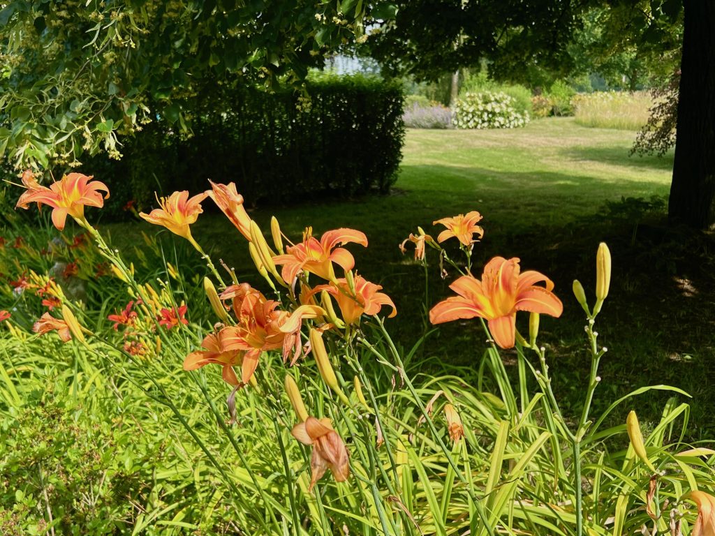 Bloemen tuin