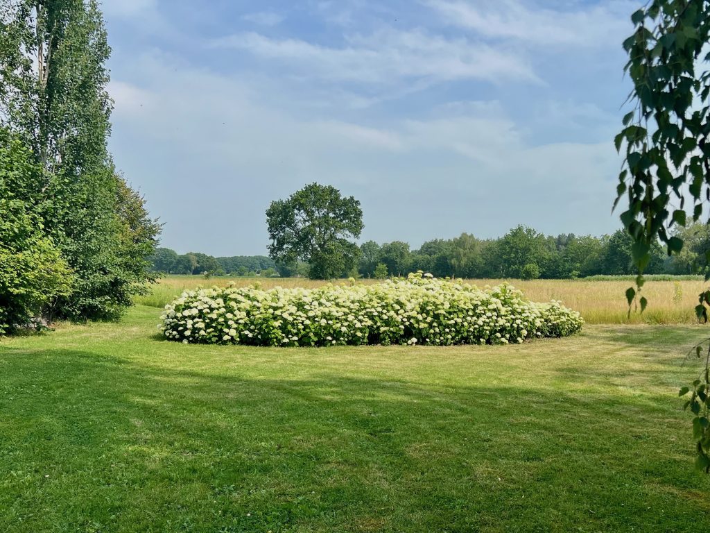 hydrangeas wit in veld