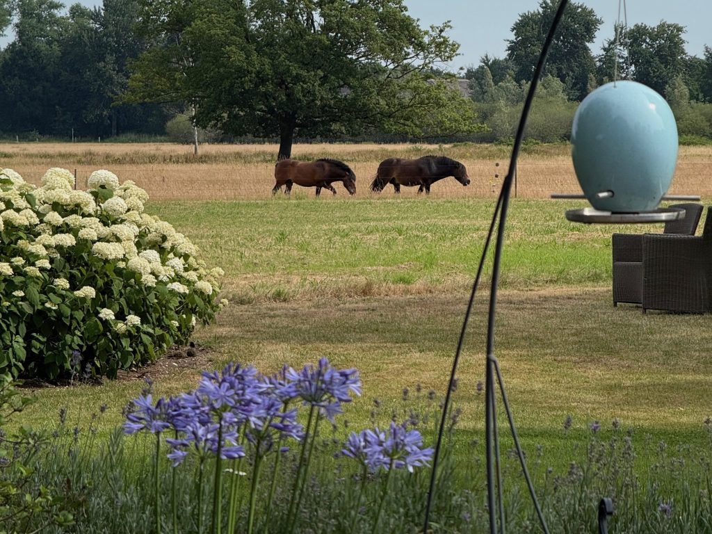 paarden in wei